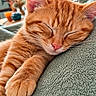 Polochon a rejoint le concours — aidez-le/la à gagner de superbes lots ! cat, closed_eyes, couch, cozy, feline, fluffy, fur, green_cushion, home, indoor, kitten, orange_tabby, paw, pet, pink_nose, portrait, relaxed, sleeping, sunlight, whiskers