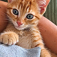 Polochon participe au concours pour gagner de l'argent avec cette photo : animal, blanket, blue_eyes, cat, close_up, cuddling, cute, ears, feline, ginger_cat, indoor, kitten, lap, orange_fur, paw, person, pet, portrait, relaxed, whiskers