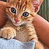 animal, blanket, blue_eyes, cat, close_up, cuddling, cute, ears, feline, ginger_cat, indoor, kitten, lap, orange_fur, paw, person, pet, portrait, relaxed, whiskers