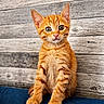 Polochon a rejoint le concours — aidez-le/la à gagner de superbes lots ! animal_photography, blue_cushion, cat, cushion, cute, ears, eyes, feline, fur, indoor, kitten, orange_tabby, paws, pet, portrait, rustic, sitting, vertical_composition, whiskers, wooden_wall