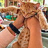 animal, being_held, blanket, bookshelf, cat, eyes_closed, fluffy, furry, human_hands, indoor, kitten, living_room, orange_tabby, paws, pet, sitting, sleepy, striped, whiskers, window