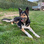 Thalya a rejoint le concours — aidez-le/la à gagner de superbes lots ! dog, grass, outdoor, pet, canine, nature, animal, fur, ears, tongue, relaxing, daylight, greenery, yard, muzzle, snout, playing, happy, summer, domestic_animal