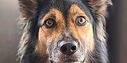 Thalya a rejoint le concours — aidez-le/la à gagner de superbes lots ! dog, canine, portrait, close_up, fur, ears, brown_eyes, black_fur, tan_fur, animal, pet, muzzle, whiskers, alert, looking, indoors, soft_background, focused, adorable, cute