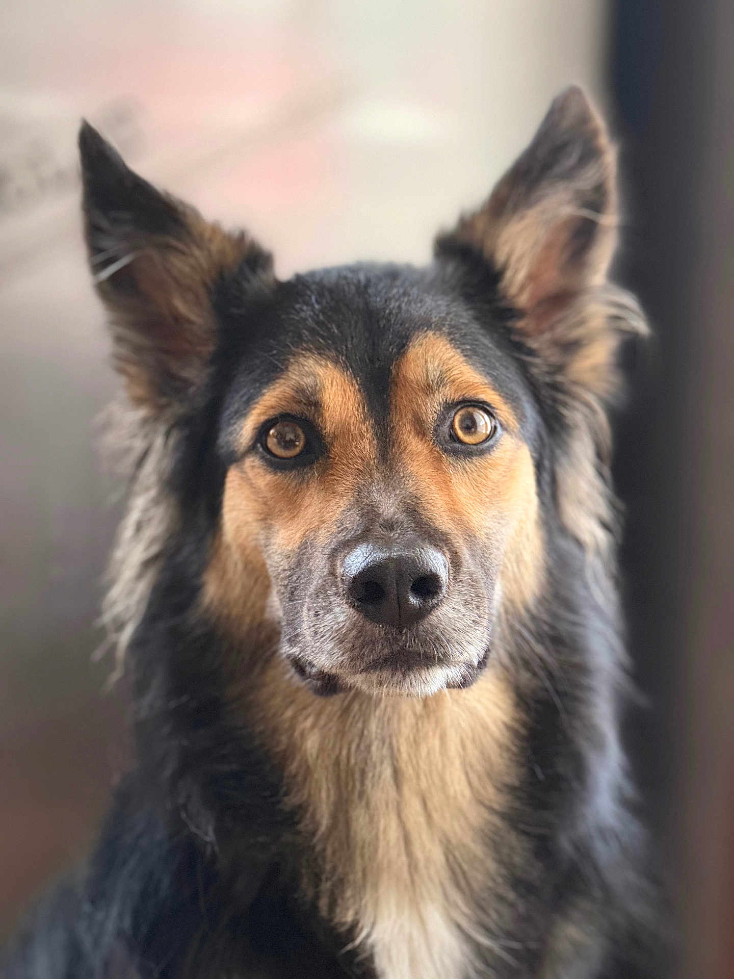 Thalya a rejoint le concours — aidez-le/la à gagner de superbes lots ! dog, canine, portrait, close_up, fur, ears, brown_eyes, black_fur, tan_fur, animal, pet, muzzle, whiskers, alert, looking, indoors, soft_background, focused, adorable, cute