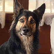 Thalya a rejoint le concours — aidez-le/la à gagner de superbes lots ! animal, black, brown, canine, closeup, curtains, dog, domestic, ears, eyes, face, fur, house, indoor, looking, medium_fur, pet, portrait, tan, window