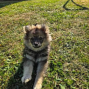 Paco a rejoint le concours — aidez-le/la à gagner de superbes lots ! puppy, dog, grass, outdoor, sunlight, pet, animal, fur, cute, nature, greenery, young, mammal, laying, looking, daylight, shadow, adorable, playful, canine