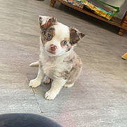 Nouky a rejoint le concours — aidez-le/la à gagner de superbes lots ! accessories, animal, architecture, building, canine, clothing, dog, eskimodog, furniture, hardwood, husky, indoors, livingroom, pants, pet, plywood, puppy, room, strap, wood