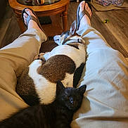 Tiny joined the competition — help win amazing prizes! dog, cat, kitten, pet, sleeping, lap, person, legs, pants, flip_flops, wood_floor, coffee_table, decorative_figurines, living_room, blanket, relaxation, indoor, furniture, home, companion