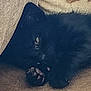 Tiny is registered to the contest to win money with this photo: black_cat, cat, pet, sleeping, cozy, blanket, fur, paw, resting, cute, animal, domestic_animal, indoor, relaxation, comfort, whiskers, closeup, feline, soft, nap