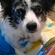 Eevee is registered to the contest to win money with this photo: animal, canine, chihuahua, cockerspaniel, collie, dog, eskimodog, husky, papillon, person, pet, poodle, puppy, terrier