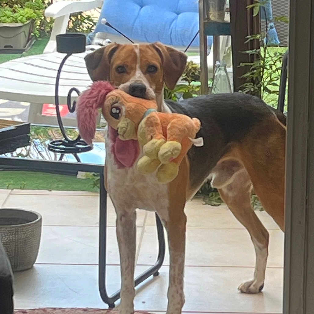 Poky Dagues a rejoint le concours — aidez-le/la à gagner de superbes lots ! animal, brown, chair, cushion, dog, door_frame, glass_door, greenery, home, indoor, living_space, outdoor, pet, plant, playful, plush_toy, rug, tile_floor, toy, white
