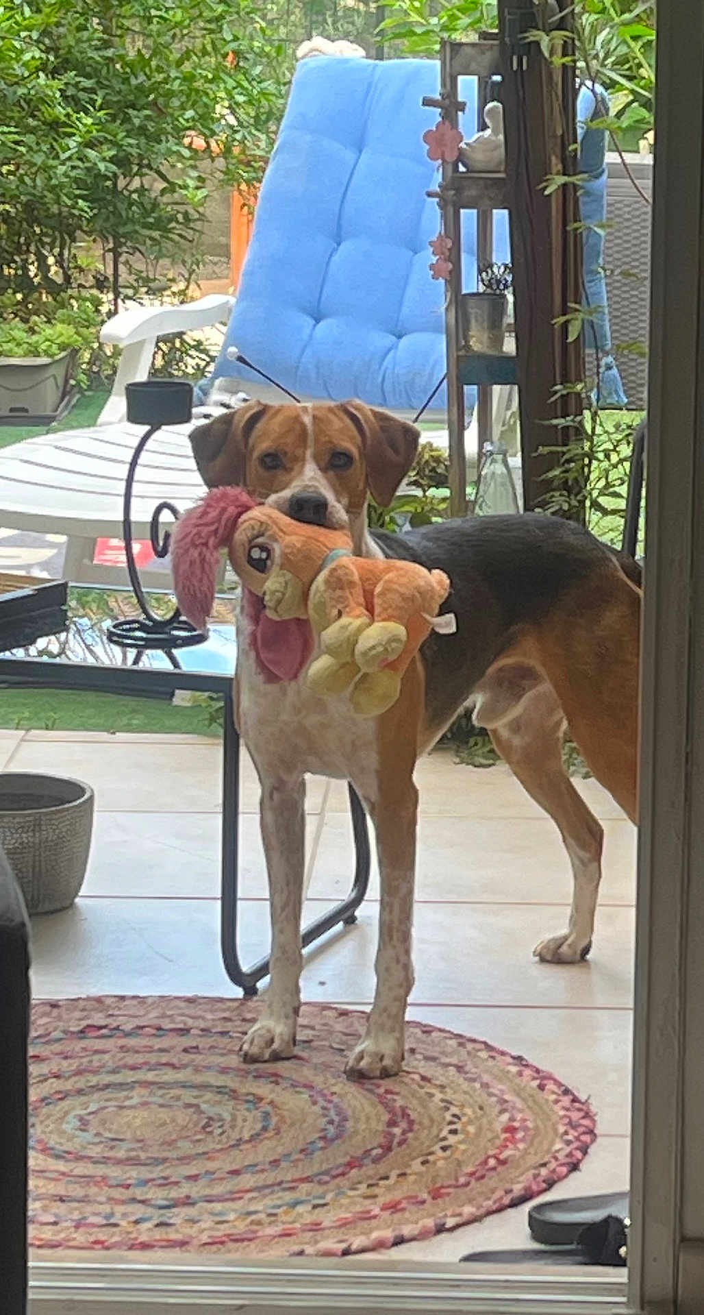 Poky Dagues a rejoint le concours — aidez-le/la à gagner de superbes lots ! dog, plush_toy, indoor, glass_door, rug, chair, outdoor, plant, greenery, cushion, tile_floor, pet, playful, animal, home, living_space, door_frame, toy, brown, white