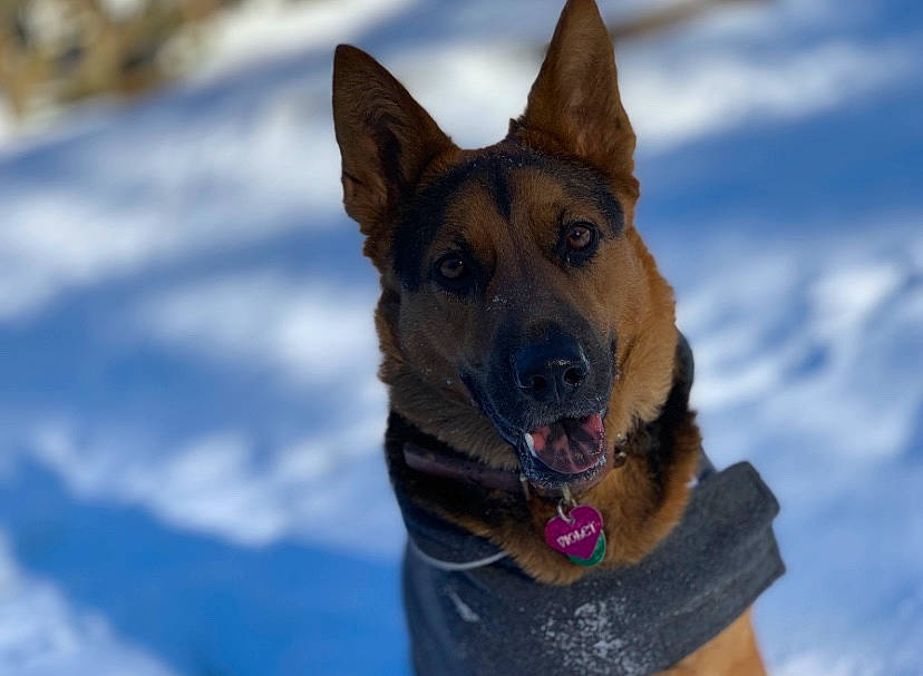 Violet joined the competition — help win amazing prizes! belgian_shepherd, bohemian_shepherd, canidae, carnivore, dog, dog_breed, east_european_shepherd, german_shepherd_dog, king_shepherd, kunming_wolfdog, mammal, old_german_shepherd_dog, police_dog, rare_breed_dog, shiloh_shepherd_dog, snout, snow, vertebrate, winter, working_dog