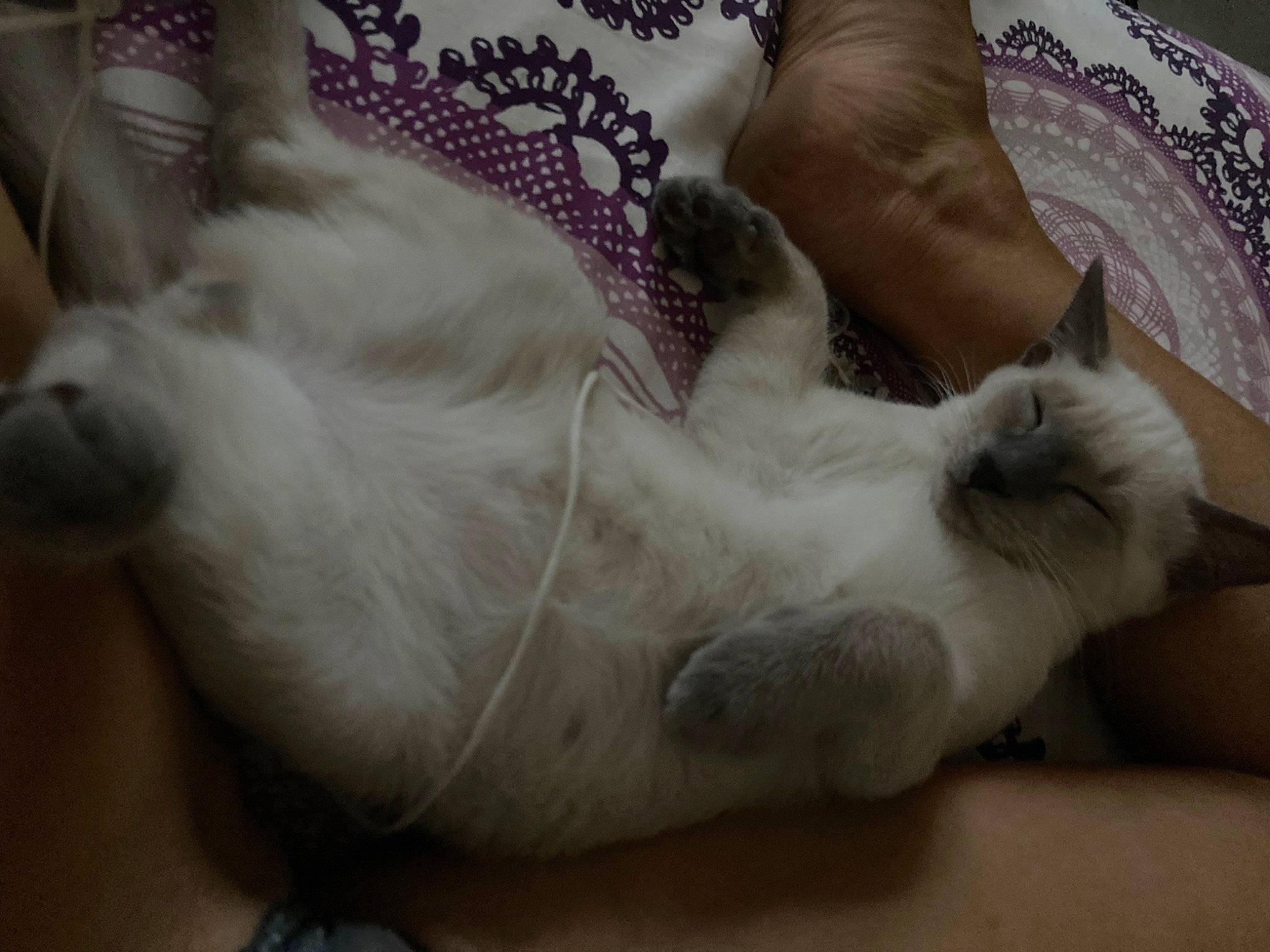 Tao participe au concours pour gagner de l'argent avec cette photo : carnivore, cat, claw, comfort, domestic_short_haired_cat, fawn, felidae, foot, fur, gesture, human_leg, linens, nap, paw, room, sleep, small_to_medium_sized_cats, snout, tail, whiskers