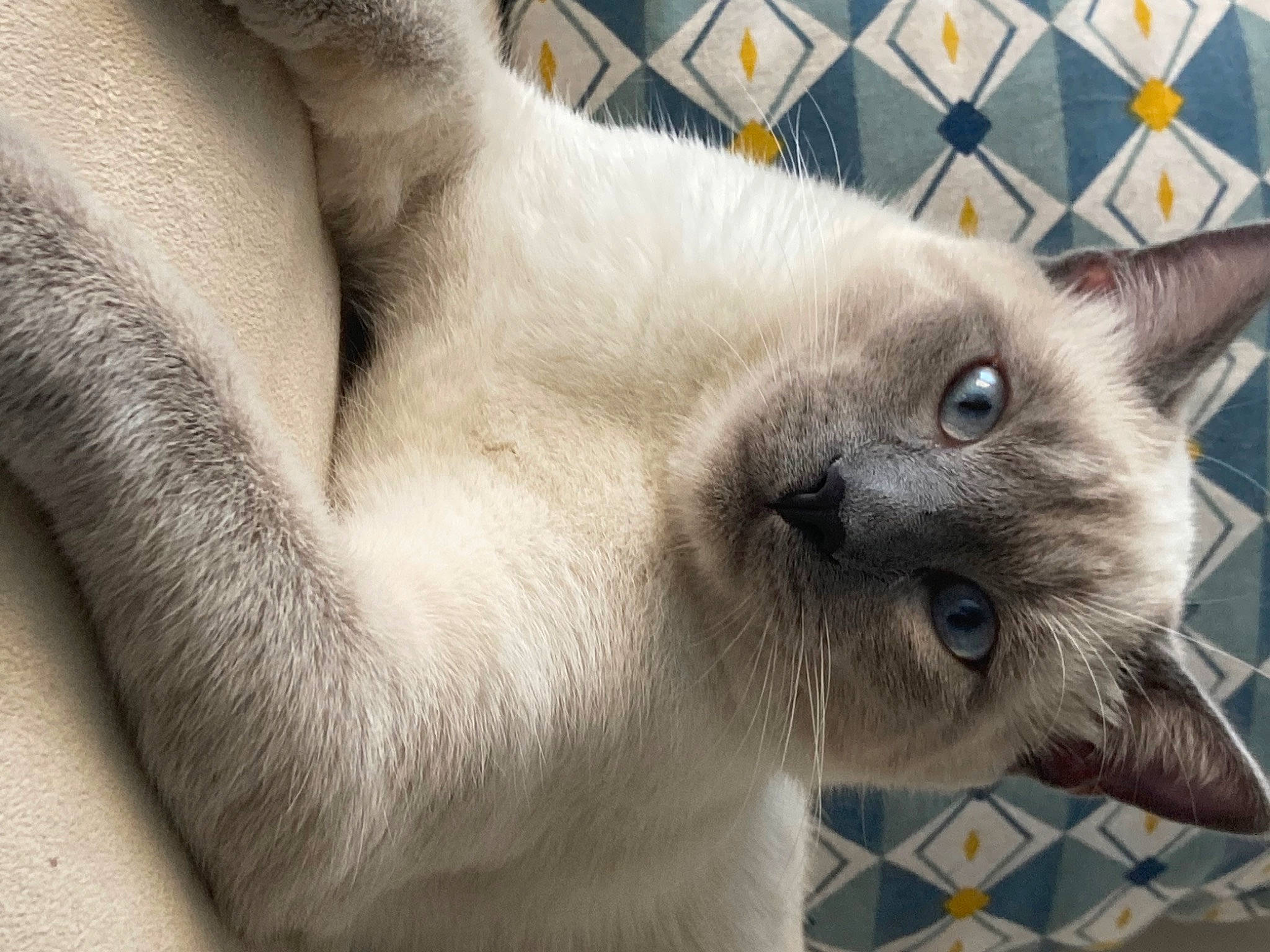 Tao participe au concours pour gagner de l'argent avec cette photo : birman, carnivore, cat, domestic_short_haired_cat, fawn, felidae, fur, siamese, small_to_medium_sized_cats, snout, terrestrial_animal, thai, whiskers