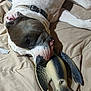 Bingo is registered to the contest to win money with this photo: animal, beige, blanket, brown, close_up, collar, comfort, dog, domestic, ears, indoor, lying_down, pet, plastic_bird, playful, relaxed, resting, snout, toy, white