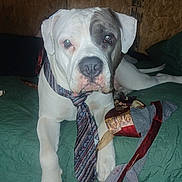 Bingo joined the competition — help win amazing prizes! animal, calm, closeup, dog, domestic_animal, fabric, green_quilt, household, indoor, large_dog, looking_at_camera, lying_down, necktie, pet, portrait, relaxed, resting, ribbons, white_dog, wooden_wall