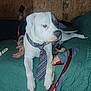 Bingo is registered to the contest to win money with this photo: animal, bed, casual, collar, companionship, dog, domestic, green_bedspread, indoor, large_dog, looking_away, lying_down, person, pet, phone, relaxed, resting, tie, white_dog, wooden_wall