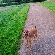 Szlodka a rejoint le concours — aidez-le/la à gagner de superbes lots ! accessories, animal, canine, dog, grass, green, lawn, nature, outdoors, park, path, pet, plant, road, strap, summer, trail, tree, vegetation, walkway