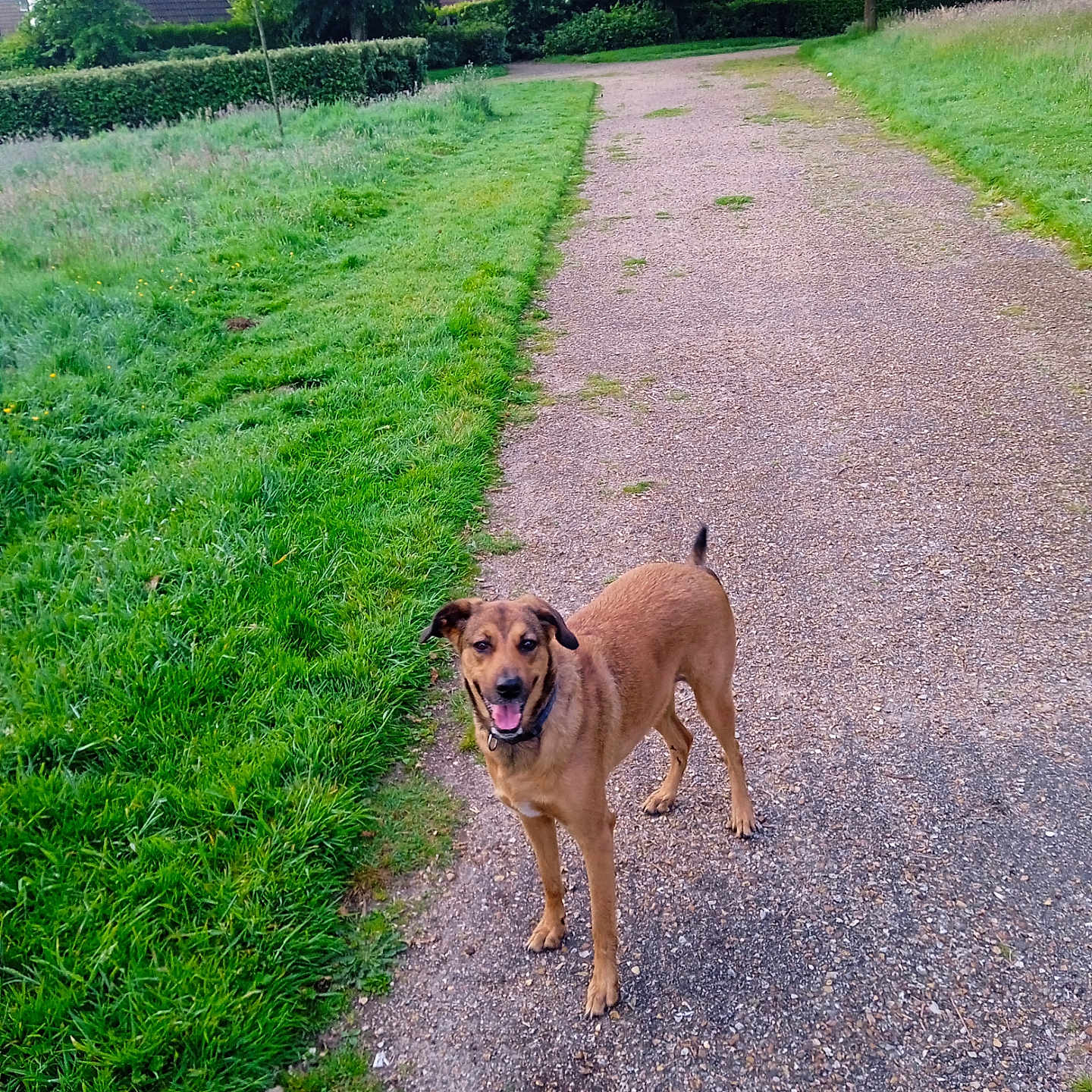 Szlodka a rejoint le concours — aidez-le/la à gagner de superbes lots ! accessories, animal, canine, dog, grass, green, lawn, nature, outdoors, park, path, pet, plant, road, strap, summer, trail, tree, vegetation, walkway