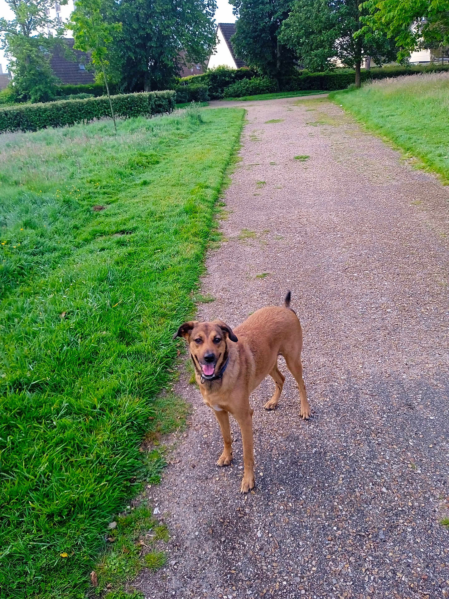 Szlodka a rejoint le concours — aidez-le/la à gagner de superbes lots ! accessories, animal, canine, dog, grass, green, lawn, nature, outdoors, park, path, pet, plant, road, strap, summer, trail, tree, vegetation, walkway