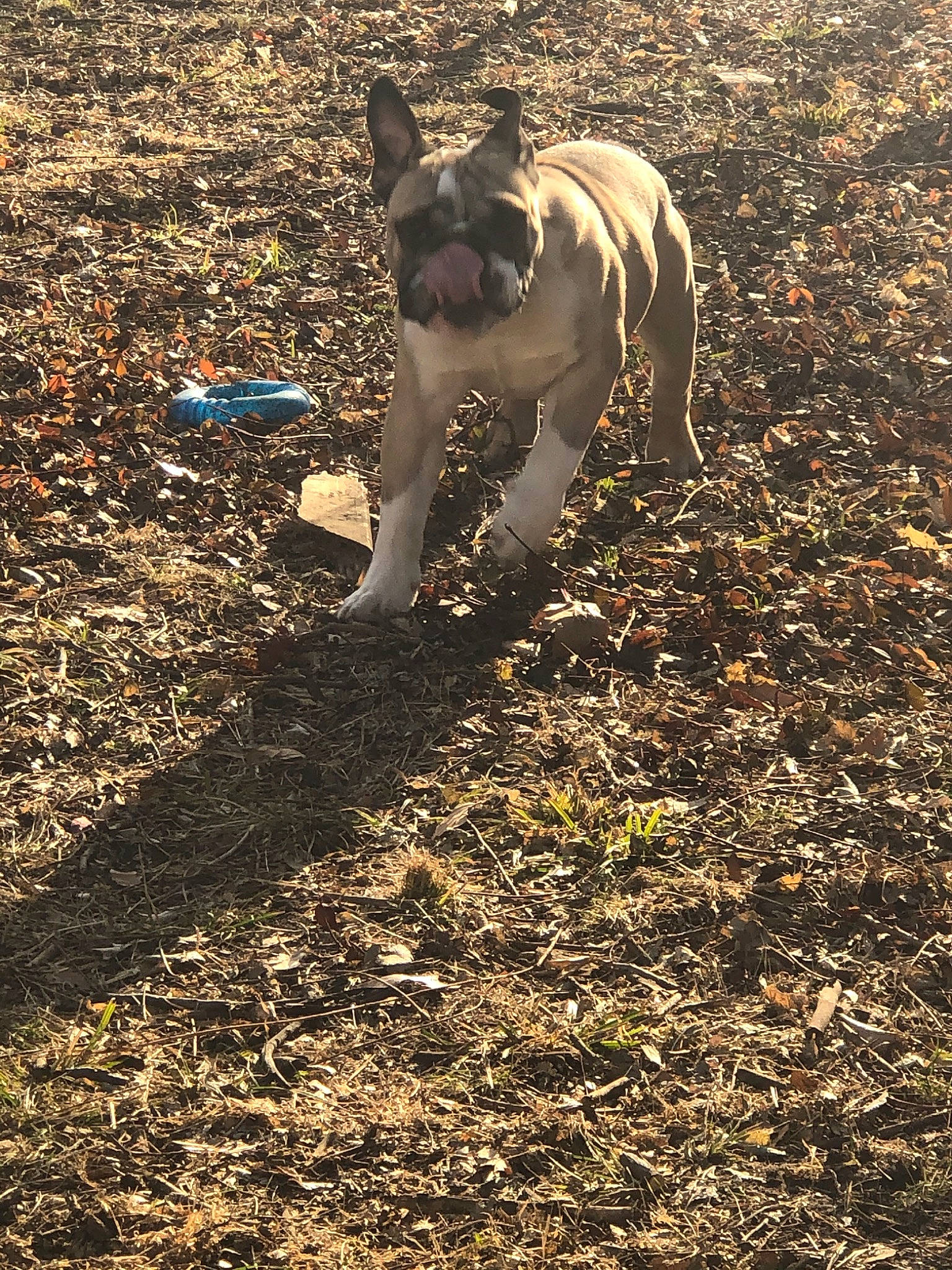 George Bubbers is registered to the contest to win money with this photo: autumn, bulldog, canidae, carnivore, dog, fawn, french_bulldog, leaf, non_sporting_group, plant, soil, sporting_group, tree