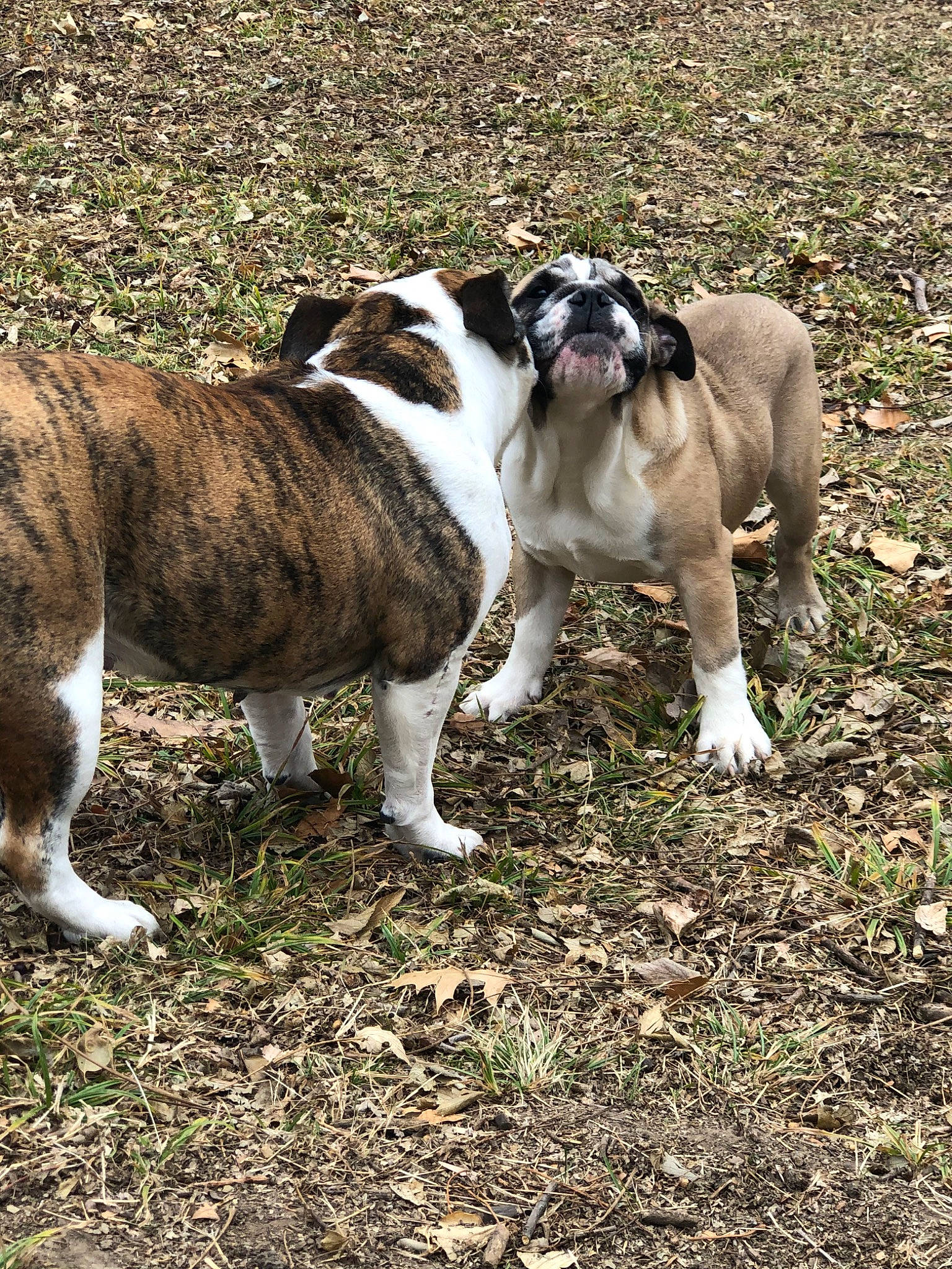 George Bubbers is registered to the contest to win money with this photo: american_bulldog, american_staffordshire_terrier, australian_bulldog, bulldog, canidae, carnivore, dog, dog_breed, fawn, grass, mammal, non_sporting_group, old_english_bulldog, olde_english_bulldogge, rare_breed_dog, snout, sporting_group, toy_bulldog, valley_bulldog, vertebrate