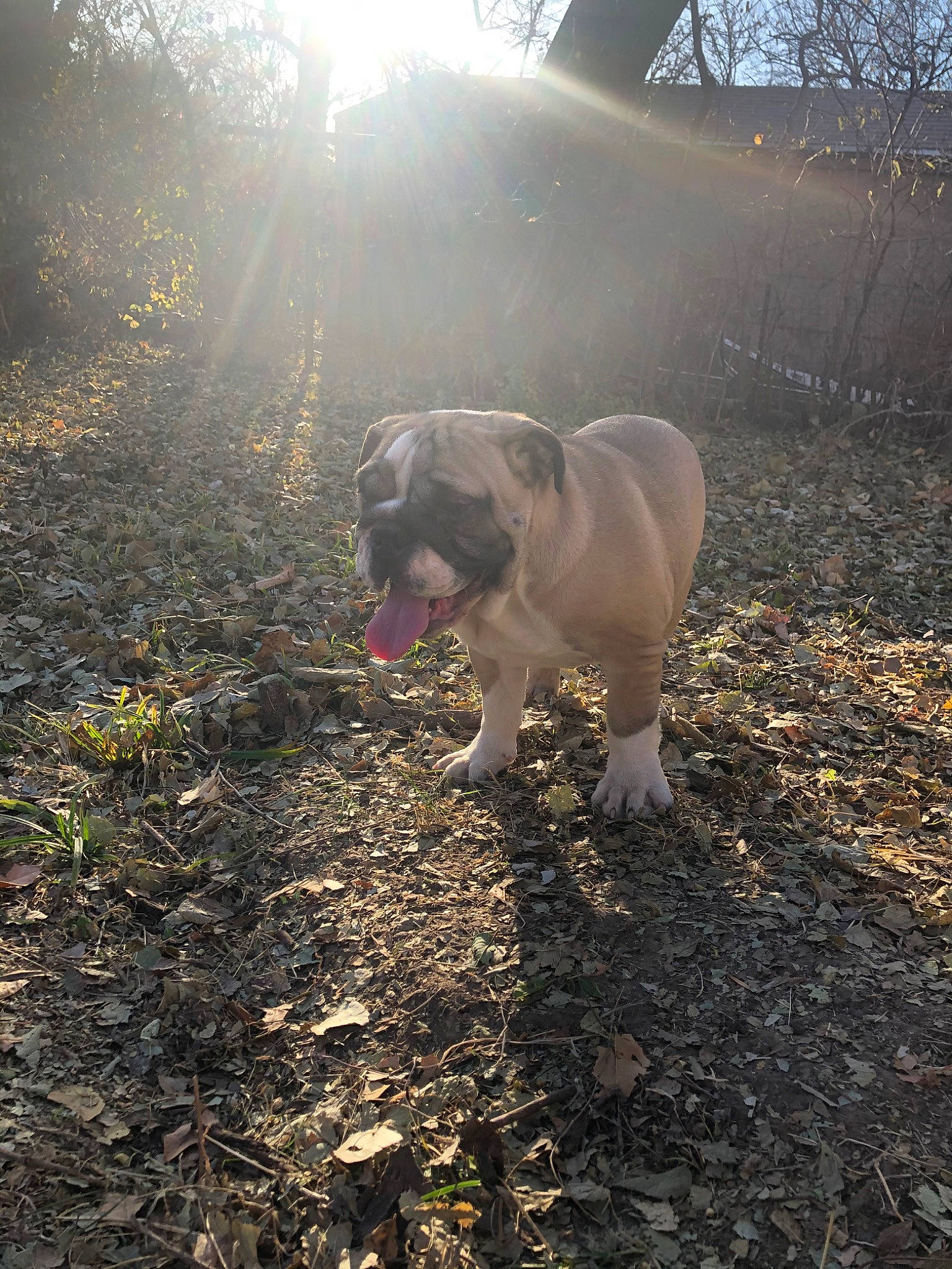 George Bubbers joined the competition — help win amazing prizes! american_pit_bull_terrier, canidae, carnivore, dog, dog_breed, fawn, leaf, soil, sporting_group, sunlight, tree, weimaraner