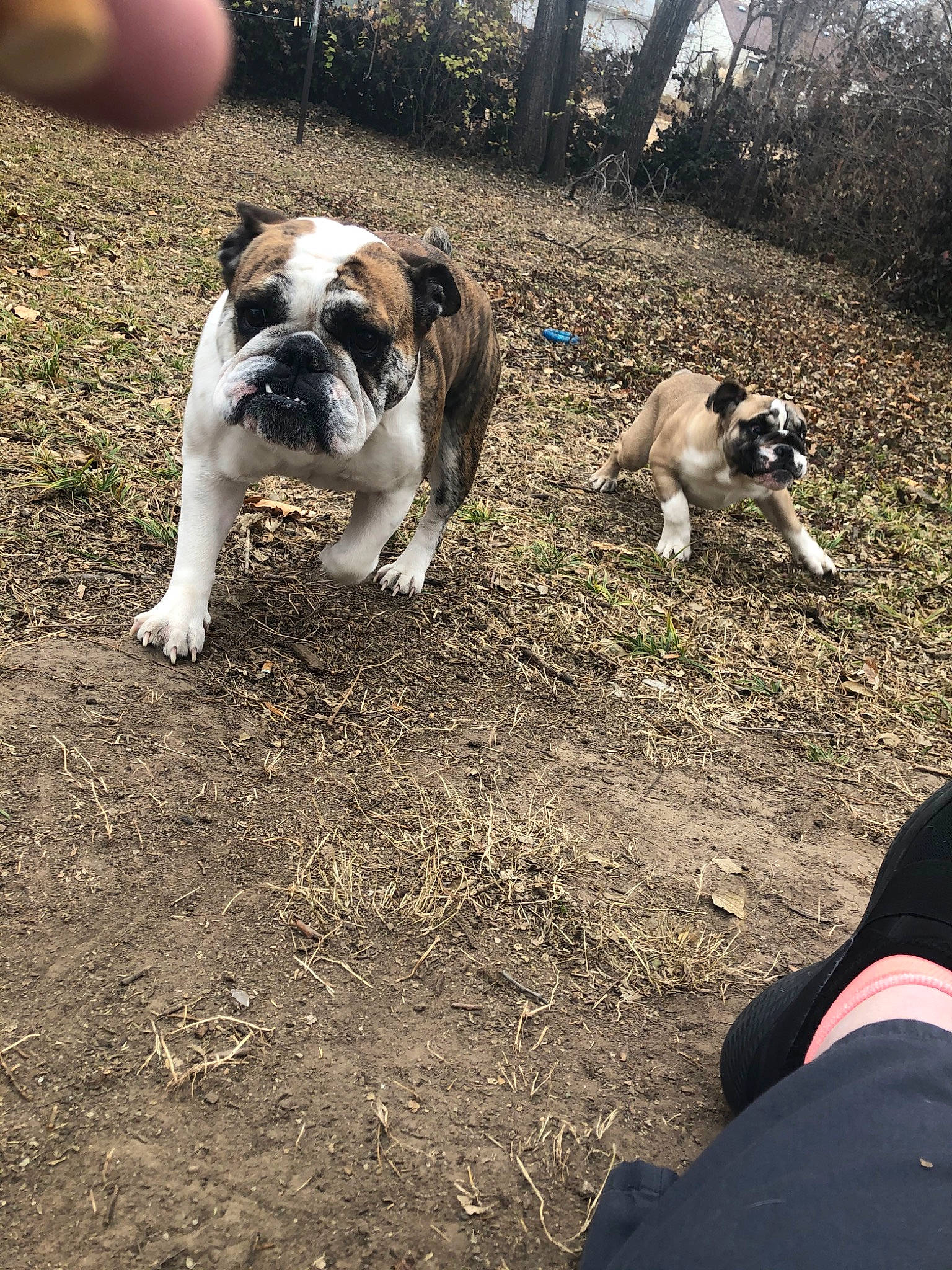 George Bubbers is registered to the contest to win money with this photo: australian_bulldog, british_bulldogs, bulldog, canidae, carnivore, companion_dog, dog, dog_breed, dog_walking, dorset_olde_tyme_bulldogge, grass, mammal, non_sporting_group, old_english_bulldog, olde_english_bulldogge, pug, snout, sporting_group, valley_bulldog, vertebrate