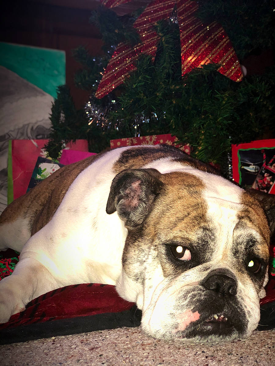 Elizabeth is registered to the contest to win money with this photo: american_bulldog, australian_bulldog, british_bulldogs, bulldog, canidae, carnivore, companion_dog, dog, dog_breed, dorset_olde_tyme_bulldogge, fawn, mammal, non_sporting_group, old_english_bulldog, olde_english_bulldogge, renascence_bulldogge, snout, toy_bulldog, valley_bulldog, vertebrate