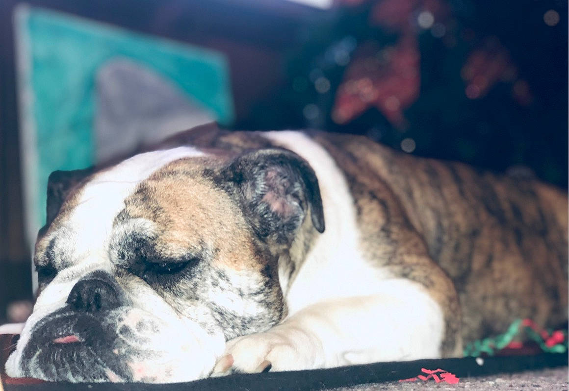Elizabeth joined the competition — help win amazing prizes! australian_bulldog, british_bulldogs, bulldog, canidae, carnivore, companion_dog, dog, dog_breed, fawn, mammal, non_sporting_group, old_english_bulldog, olde_english_bulldogge, puppy, puppy_love, skin, sky, snout, toy_bulldog, valley_bulldog