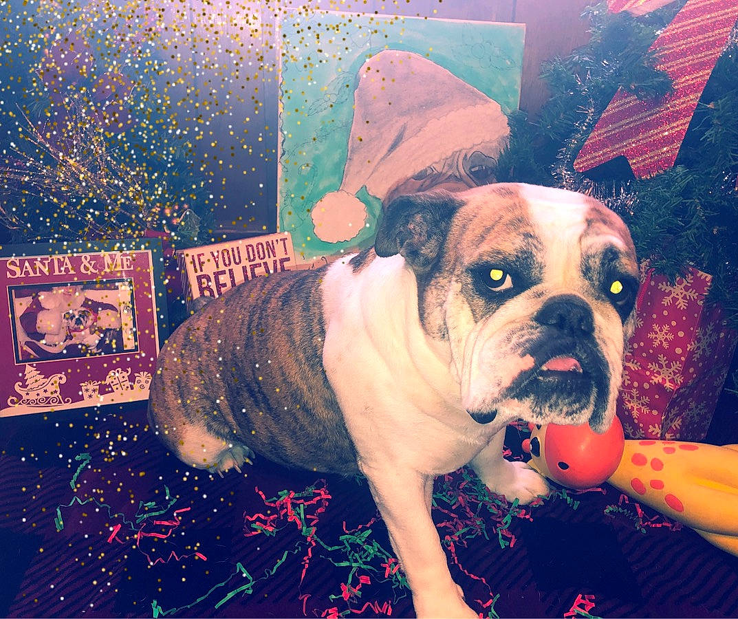 Elizabeth is registered to the contest to win money with this photo: australian_bulldog, british_bulldogs, bulldog, canidae, carnivore, companion_dog, dog, dog_breed, fawn, french_bulldog, love, non_sporting_group, old_english_bulldog, olde_english_bulldogge, puppy, puppy_love, rare_breed_dog, sky, snout, toy_bulldog