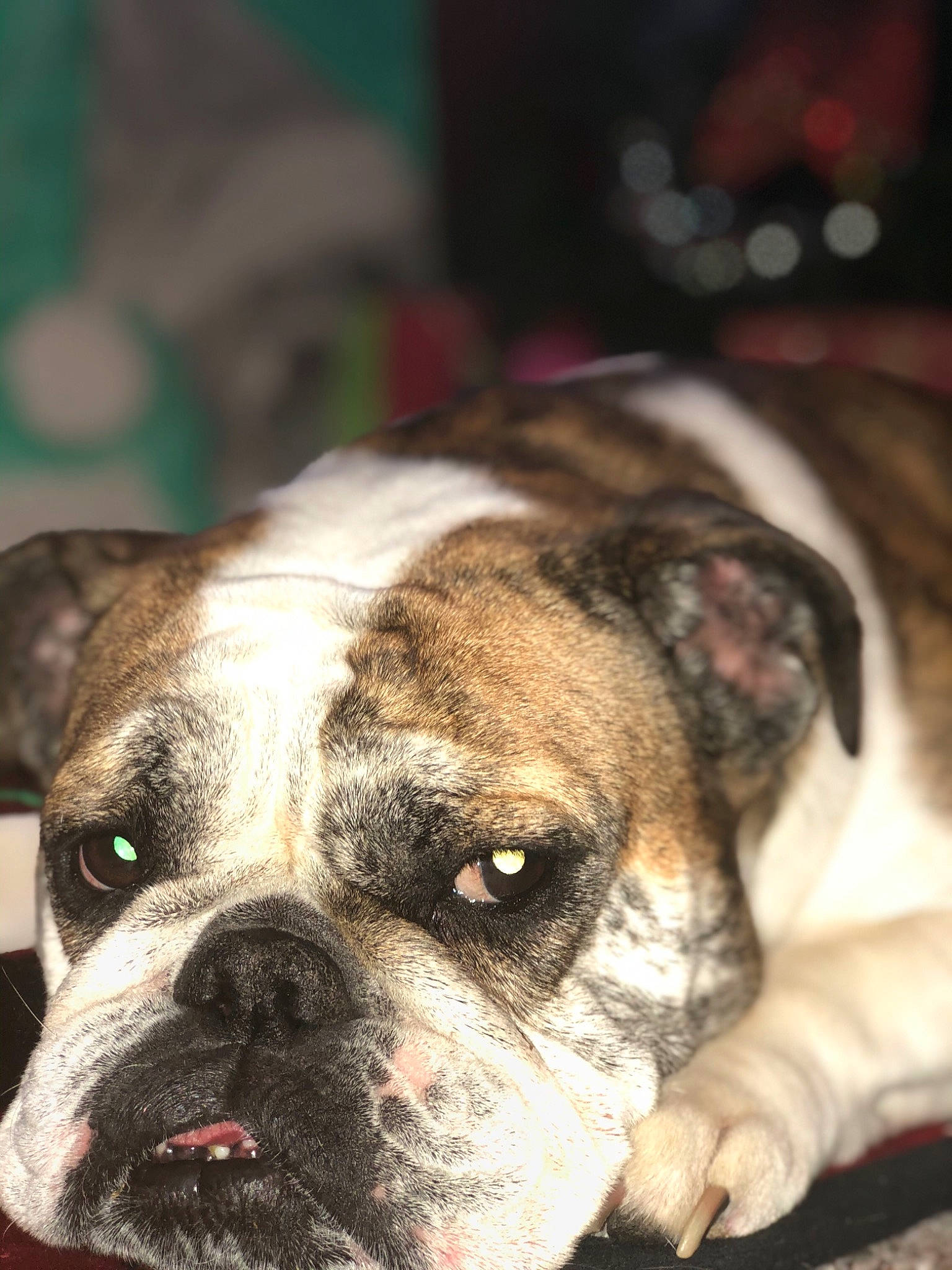 Elizabeth is registered to the contest to win money with this photo: australian_bulldog, bulldog, canidae, carnivore, companion_dog, dog, dog_breed, dorset_olde_tyme_bulldogge, fawn, mammal, non_sporting_group, old_english_bulldog, olde_english_bulldogge, pug, rare_breed_dog, renascence_bulldogge, snout, toy_bulldog, valley_bulldog, vertebrate