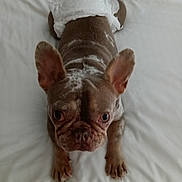 Pumpkin is registered to the contest to win money with this photo: animal, bed, canine, cute, diaper, dog, domestic_animal, ears, face, french_bulldog, front_paws, fur, indoor, looking_up, lying_down, mammal, pet, puppy, small_dog, white_bedspread