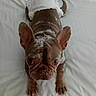 animal, bed, canine, cute, diaper, dog, domestic_animal, ears, face, french_bulldog, front_paws, fur, indoor, looking_up, lying_down, mammal, pet, puppy, small_dog, white_bedspread