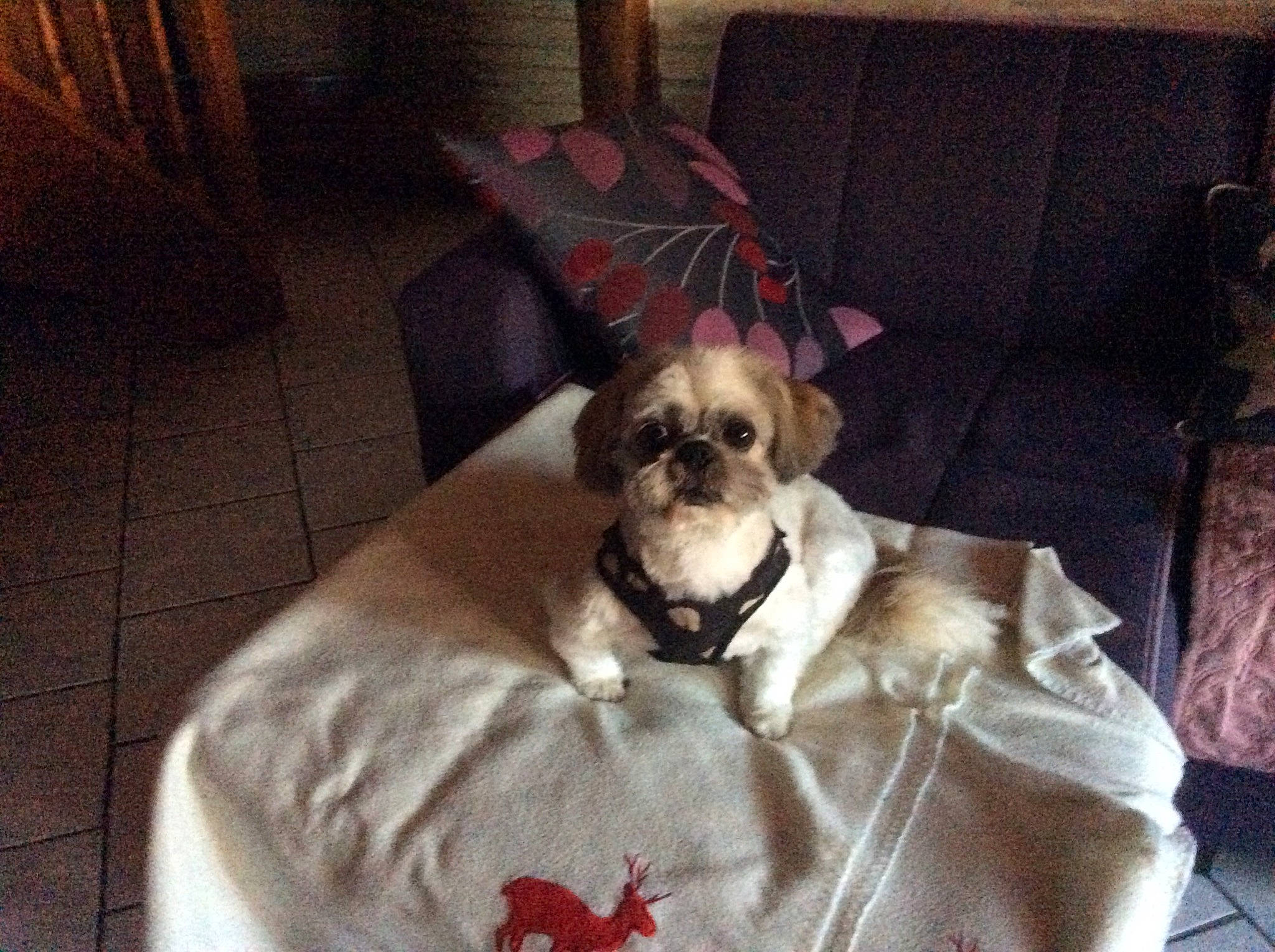 Kirikou participe au concours pour gagner de l'argent avec cette photo : carnivore, chair, comfort, companion_dog, couch, dog, dog_breed, dog_supply, fawn, flooring, fur, furniture, hardwood, linens, liver, pet_supply, pillow, room, toy_dog, working_animal