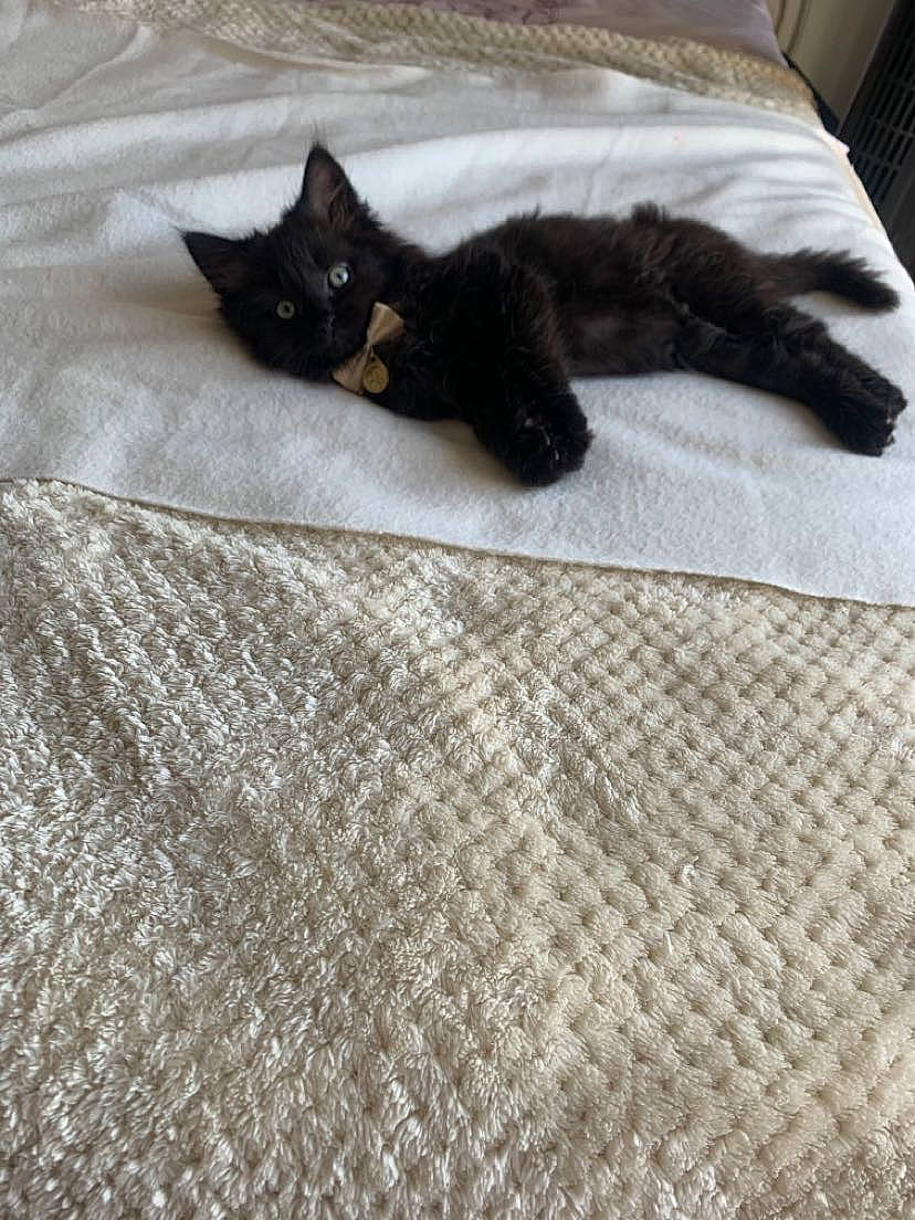 Salem a rejoint le concours — aidez-le/la à gagner de superbes lots ! bed_sheet, black_cat, carnivore, cat, domestic_short_haired_cat, felidae, floor, flooring, fur, kitten, linens, quilt, small_to_medium_sized_cats, tail, textile, whiskers