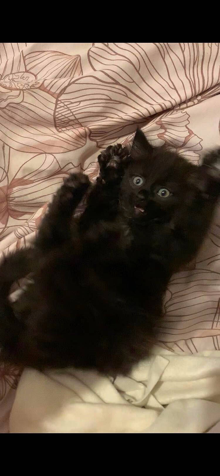 Salem participe au concours pour gagner de l'argent avec cette photo : asian, black_cat, british_longhair, carnivore, cat, domestic_long_haired_cat, domestic_short_haired_cat, felidae, fur, kitten, long_hair, maine_coon, mammal, norwegian_forest_cat, small_to_medium_sized_cats, snout, tail, whiskers