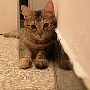 Ruben a rejoint le concours — aidez-le/la à gagner de superbes lots ! aegean_cat, american_shorthair, arabian_mau, asian, australian_mist, carnivore, cat, domestic_short_haired_cat, dragon_li, european_shorthair, felidae, kitten, mammal, nose, ojos_azules, small_to_medium_sized_cats, snout, tabby_cat, vertebrate, whiskers
