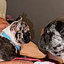 Merle Loretta is registered to the contest to win money with this photo: dog, french_bulldog, puppy, merle, pet, animal, face_to_face, collar, indoor, person, human_arm, close_up, cute, furry, companion, resting, interaction, domestic, friendship, curious