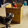 Merle Loretta joined the competition — help win amazing prizes! dog, cardboard_box, red_ball, indoor, carpet, pet, playing, curious, animal, household, container, fun, brown, black, white, ears, toy, floor, standing, looking