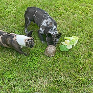 Merle Loretta is registered to the contest to win money with this photo: dog, dogs, turtle, grass, greenery, nature, outdoor, pets, animal, curious, sniffing, speckled_coat, two_animals, leaf, lettuce, small_animal, exploration, daylight, mammal, reptile