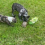dog, dogs, turtle, grass, greenery, nature, outdoor, pets, animal, curious, sniffing, speckled_coat, two_animals, leaf, lettuce, small_animal, exploration, daylight, mammal, reptile