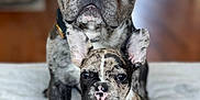 Merle Loretta joined the competition — help win amazing prizes! dog, french_bulldog, puppy, adult_dog, merle_coat, pet, animal, indoor, blanket, sitting, portrait, close_up, cute, companion, fur, ears, face, eyes, floor, domestic