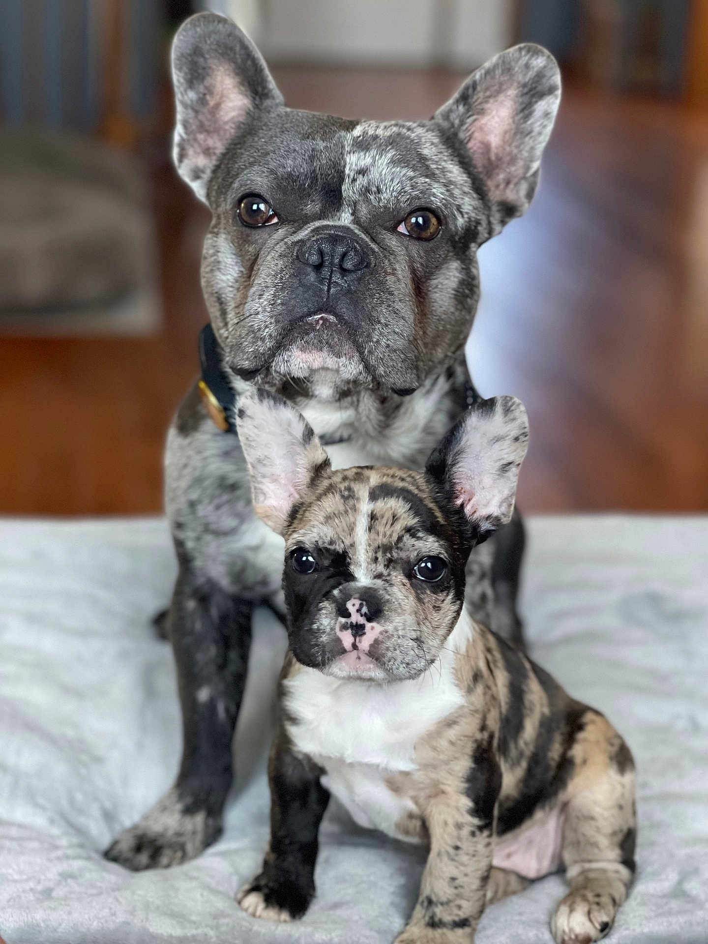 Merle Loretta joined the competition — help win amazing prizes! dog, french_bulldog, puppy, adult_dog, merle_coat, pet, animal, indoor, blanket, sitting, portrait, close_up, cute, companion, fur, ears, face, eyes, floor, domestic