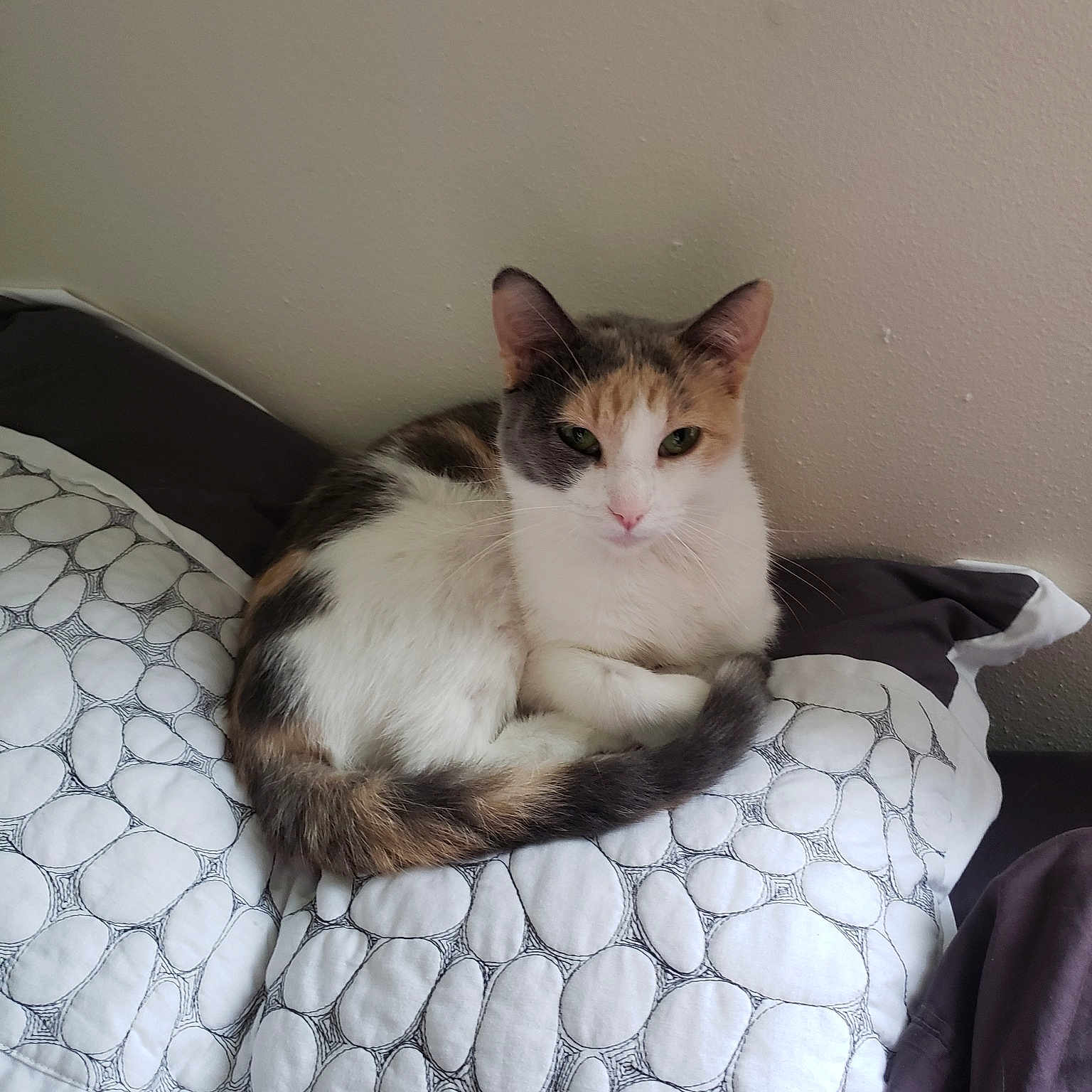 Trixie is registered to the contest to win money with this photo: aegean_cat, bed, carnivore, cat, cat_bed, domestic_long_haired_cat, domestic_short_haired_cat, european_shorthair, eye, felidae, fur, furniture, kitten, mammal, norwegian_forest_cat, ragdoll, small_to_medium_sized_cats, tail, turkish_van, whiskers