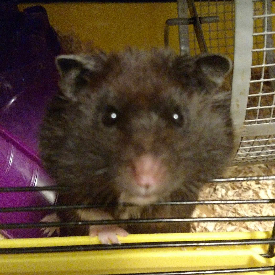 Biscuit