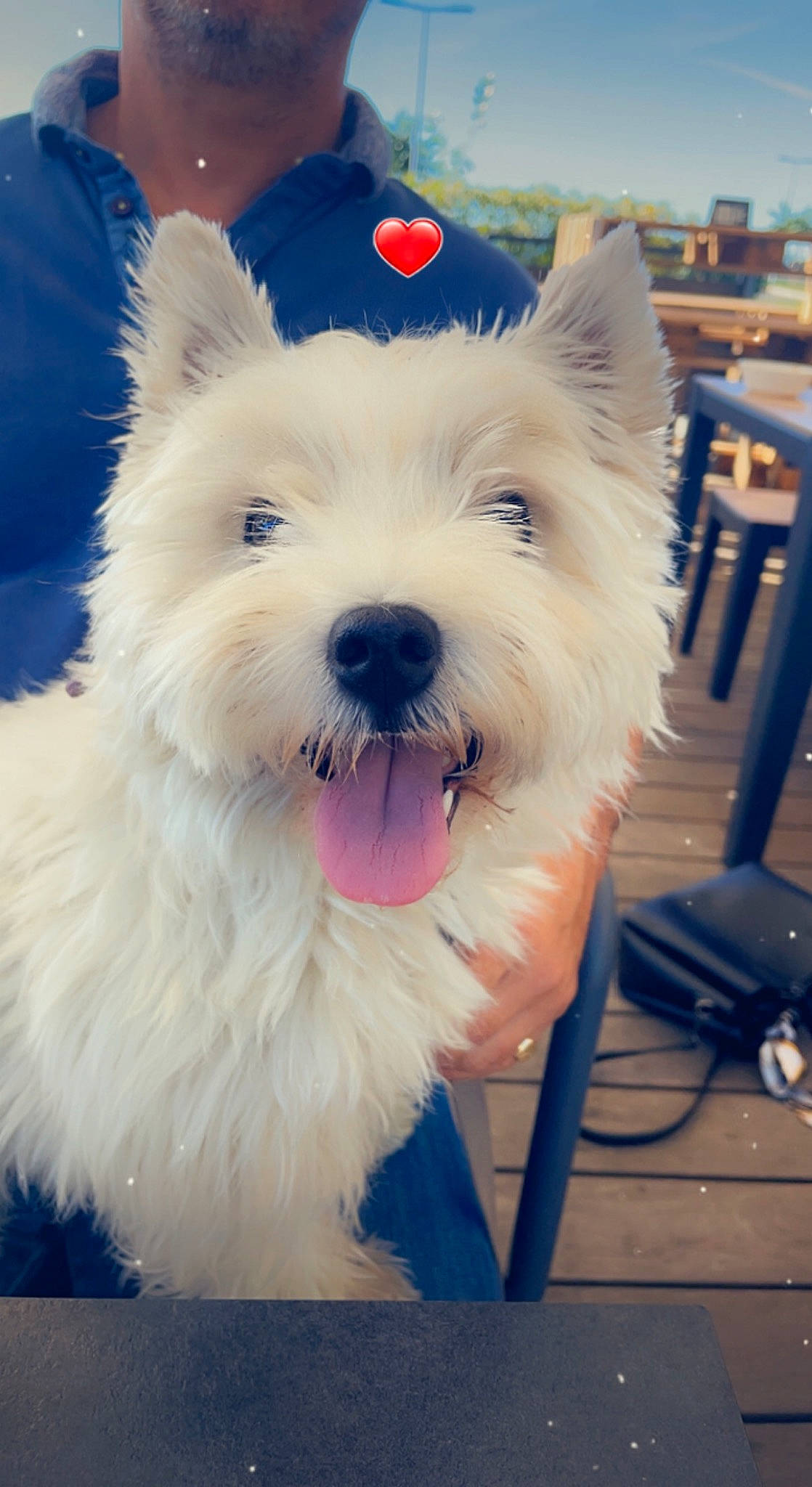 Julie participe au concours pour gagner de l'argent avec cette photo : biewer_terrier, canidae, carnivore, collar, companion_dog, dog, dog_breed, dog_supply, electric_blue, fur, happy, maltepoo, non_sporting_group, small_terrier, snout, sporting_group, terrier, toy_dog, whiskers, working_animal