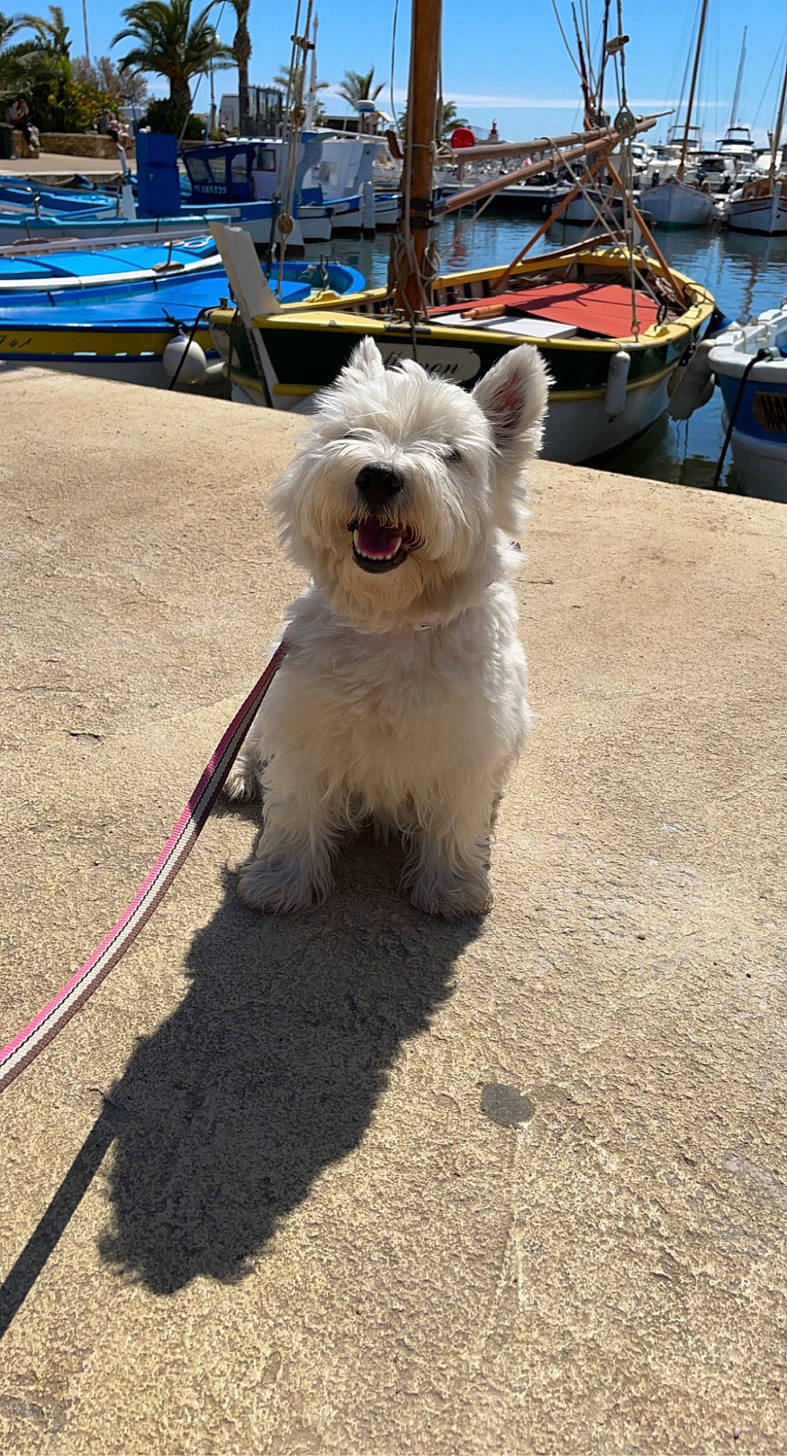 Julie a rejoint le concours — aidez-le/la à gagner de superbes lots ! boat, canidae, carnivore, collar, companion_dog, dog, dog_breed, dog_collar, dog_supply, fur, leash, small_terrier, snout, sporting_group, tail, terrier, toy_dog, water, watercraft, working_animal