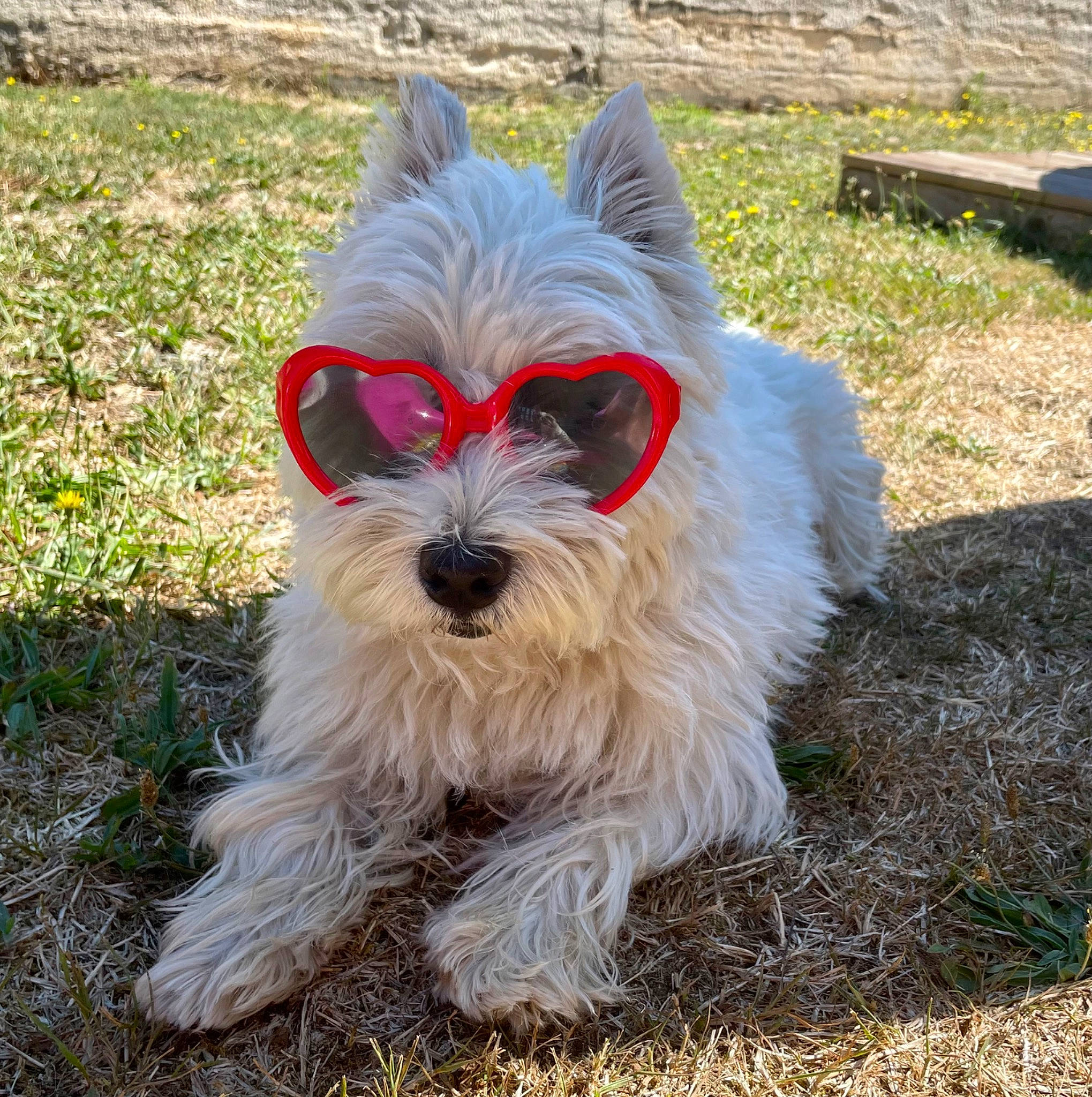 Julie participe au concours pour gagner de l'argent avec cette photo : bench, canidae, carmine, carnivore, companion_dog, dog, dog_breed, dog_collar, dog_supply, fur, grass, small_terrier, snout, sporting_group, tail, terrestrial_animal, terrier, toy_dog, working_animal, working_terrier